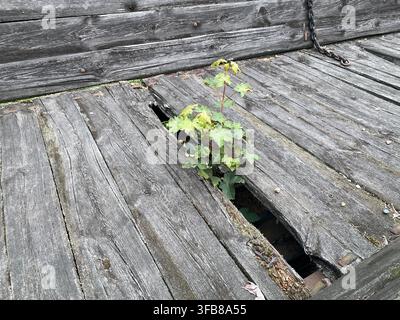 Grossissement d'un petit plant vert émergeant à travers les fissures de vieilles planches de terrasse en bois, des feuilles lumineuses sortant d'une fissure sombre avec une texture rugueuse et patinée Banque D'Images