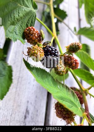 Grossissement d'une nymphe colorée de punaise sur une mûre mûre entourée de baies en développement et de feuilles vertes dans un jardin. Banque D'Images