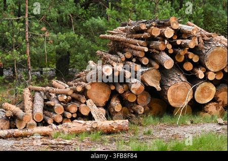 Un énorme tas de bûches industrielles repose près d'une forêt dense pendant une journée d'été. La récolte de bois coupé crée un arrière-plan texturé massif pour l'industrie de transformation du bois Banque D'Images