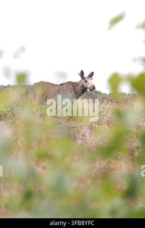Jeune élan mâle (Alces alces), ou élan d’Eurasie, avec des andouillers en velours debout dans la bruyère en fleurs, vu à travers une végétation floue, Lille Vildmose Banque D'Images