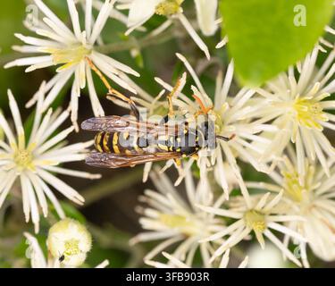 Biodiversité - Polistes dominula - Guêpe papier européenne parmi les fleurs en forme d'étoile de clématite Banque D'Images