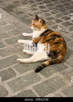 Chat calico allongé détendu sur une rue pavée, Crète, Grèce Banque D'Images