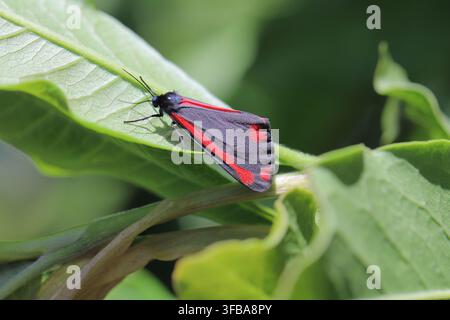 Le papillon cinabre (Tyria jacobaeae) est un papillon Arctiinae aux couleurs vives, espèce indigène d'Europe et de l'Asie occidentale et centrale Banque D'Images