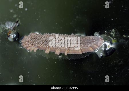 Moustique de maison, moustique de maison commune du nord, gnat commun, gnat de maison (Culex pipipiens), oeufs à la surface de l'eau Banque D'Images