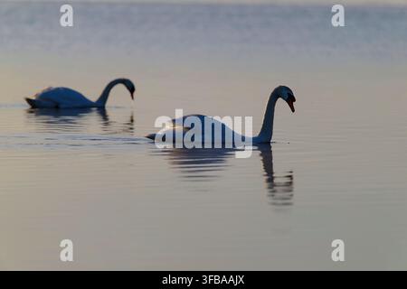 Cygne tuberculé (Cygnus olor) élégant nageant sur un lac Banque D'Images