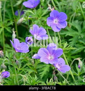 Fleurs bleues de grue des jardins ou Geranium Orion rustique dans un jardin britannique en mai Banque D'Images