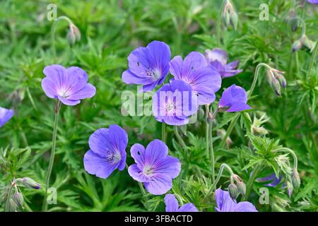 Fleurs bleues de grue des jardins ou Geranium Orion rustique dans un jardin britannique en mai Banque D'Images