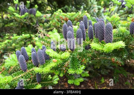 Cônes de printemps bleus et feuillage vert du sapin de Corée, Abies koreana, poussant dans un jardin du Royaume-Uni en mai Banque D'Images