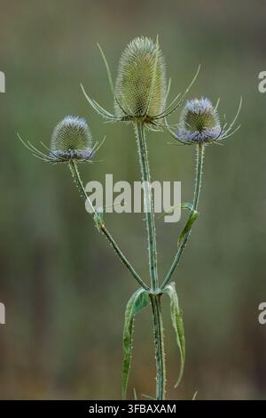 Cardère sauvage en fleurs dans une jachère fleurie Banque D'Images