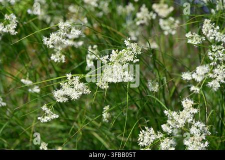 Fleurs blanches de début d'été de la luzule nivéole, Luzula nivea, poussant dans un jardin du Royaume-Uni en mai Banque D'Images