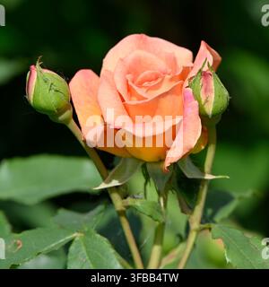 fleurs orange douces de la rose arbustive anglaise David Austen, Rosa Lady of Shallot, poussant dans un jardin britannique en mai Banque D'Images