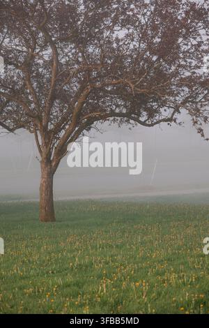 Image sereine d'un parc enveloppé d'un épais brouillard, présentant une rangée d'arbres aux branches délicates devant un fond brumeux. Idéal pour les thèmes de tranquillité Banque D'Images