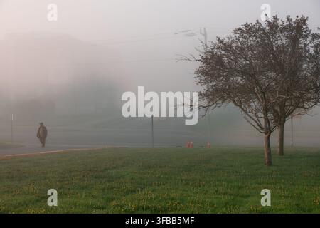 Image sereine d'un parc enveloppé d'un épais brouillard, présentant une rangée d'arbres aux branches délicates devant un fond brumeux. Idéal pour les thèmes de tranquillité Banque D'Images