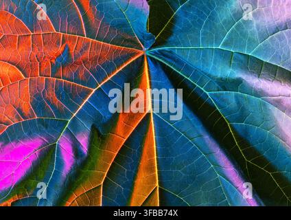 Texture en gros plan d'une feuille d'arbre montrant ses veines et une gamme de couleurs Banque D'Images