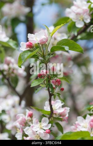 Branche de pommier avec fleurs en gros plan. Le concept du printemps et de la fraîcheur, du jardin et de la récolte. Banque D'Images