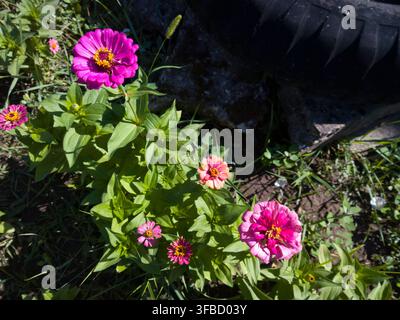 Vue en contre-plongée d'un parterre de fleurs coloré, densément peuplé de diverses fleurs de Zinnia elegans roses et orange dans un jardin ensoleillé. Banque D'Images