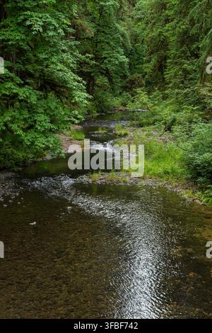 L'eau cristalline coule doucement à travers une forêt vibrante de l'Oregon. Banque D'Images