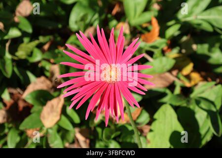 Fleur de gerbera rose vibrante épanouie magnifiquement dans un cadre de jardin ensoleillé Banque D'Images