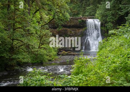 L'eau cascade d'une corniche rocheuse entourée d'arbres dans une forêt. Une rivière coule sous la cascade. La scène est luxuriante et verte. Banque D'Images