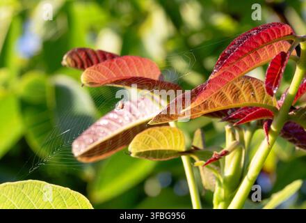 Macro d'une toile d'araignée sur des feuilles aux couleurs automnales. Belle scène de nature. Banque D'Images