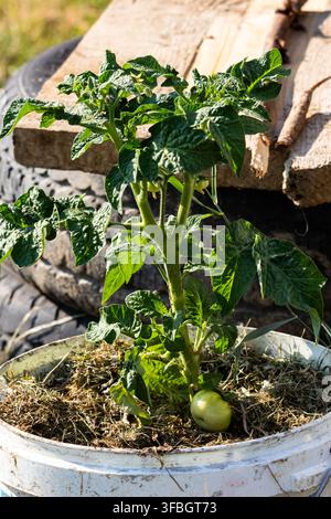 Jeune plante de tomate poussant dans un seau réutilisé avec un paillis de paille et un fruit non mûr. La lumière du soleil met en valeur les tiges robustes et les feuilles saines dans un simp Banque D'Images