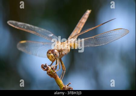 Une libellule repose sur une branche alors que le soleil se couche sur Chypre, montrant des ailes complexes et des couleurs chaudes le soir. Banque D'Images