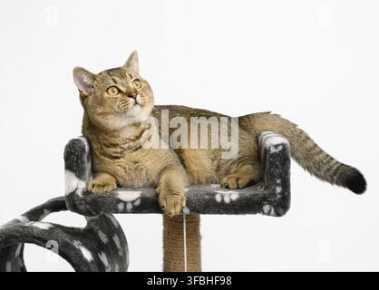 Chaton pur-sang gris Scottish Straight Chinchilla repose sur une maison de jeu à plusieurs niveaux, fond blanc Banque D'Images