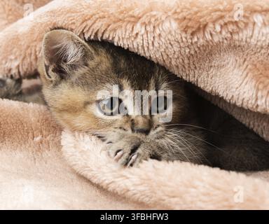 Chaton doré chinchilla britannique tout droit, gros plan Banque D'Images