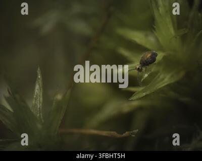 Gros plan d'un mâle Garden Springtail (Collembola) Banque D'Images