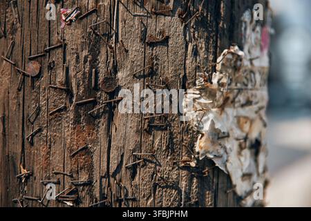 Vue rapprochée d'un poteau électrique en bois vieilli présentant des fissures profondes, une texture de grain rugueuse et de nombreuses pointes rouillées, punaises et vestiges de Banque D'Images