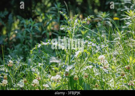 Plante de chardon sauvage poussant parmi l'herbe dans un jardin en Pologne Banque D'Images