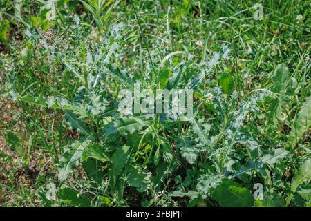 Plante de chardon sauvage poussant parmi l'herbe dans un jardin en Pologne Banque D'Images