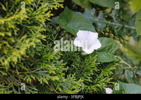 Fleur de liseron blanc en fleurs sur des branches de thuya dans un jardin en Pologne Banque D'Images