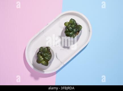 Deux pots en céramique avec plantes sur fond rose-bleu, vue du dessus Banque D'Images