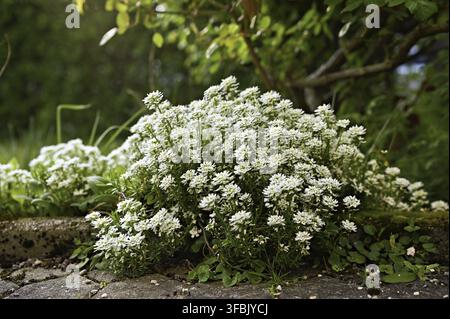 Le candytuft vivace (Iberis sempervirens), probablement la variété 'Zwergschneeflocke' dans ce cas, montre son groupe dense de petites fleurs blanches Banque D'Images