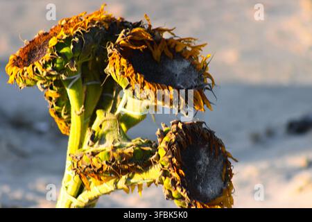 Des tournesols fanés reposent sur le sable chaud près du rivage de Long Beach. Banque D'Images