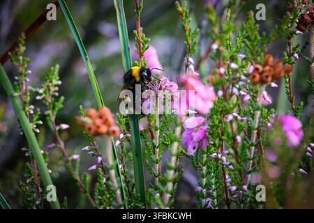 Bourdon se nourrissant de fleurs de bruyère rose dans une tourbière naturelle de la République d'Irlande. La biodiversité et la beauté naturelle de l'Irlande. Banque D'Images