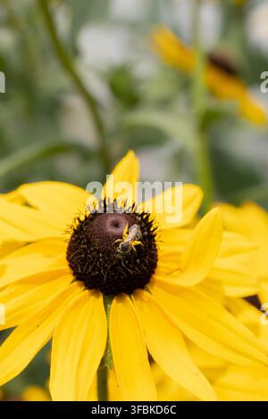 Abeille sweat couverte de pollen sur une fleur jaune Banque D'Images