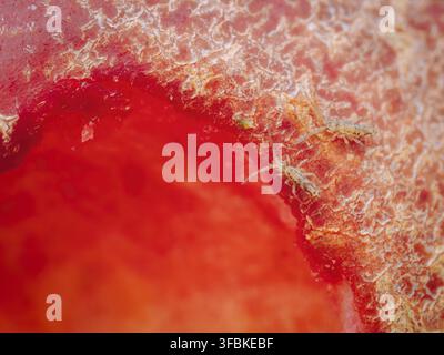Une paire de collemboles élancées à côté d'un trou dans une pomme rouge (Entomobrya atrocincta) Banque D'Images