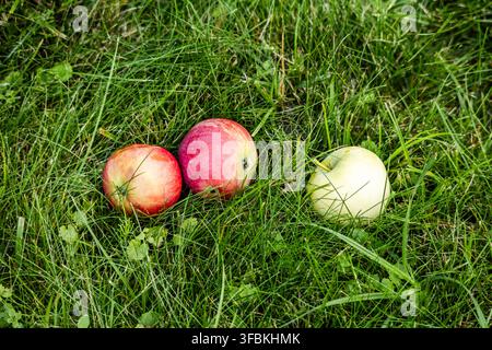 Vue aérienne de deux pommes rouges et d'une pomme vert pâle posées ensemble sur de l'herbe verte vibrante dans un jardin de cour arrière en plein jour à l'extérieur. Banque D'Images