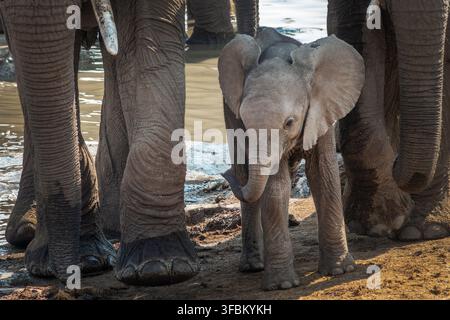 Bébé éléphant et pattes de la mère, portrait de face dans le parc national d'Etosha, safari de la faune et balade en voiture dans la nature en Namibie, Afrique Banque D'Images