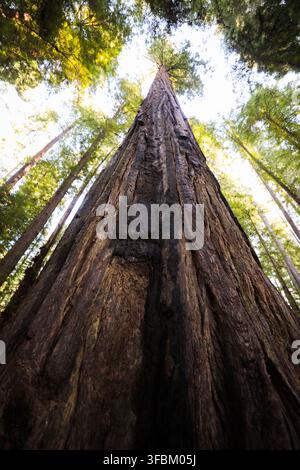 Vue d'un séquoia imposant avec une écorce texturée s'élevant vers la canopée dans une forêt dense du comté de Humboldt, en Californie, États-Unis Banque D'Images