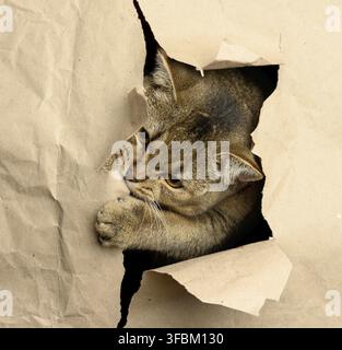 Chat adulte gris britannique aux oreilles droites sortant la tête d'un trou dans du papier brun, museau drôle, gros plan Banque D'Images