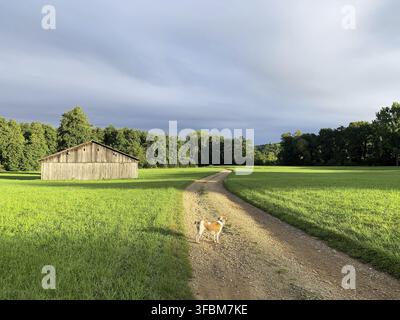 L'image montre un paysage paisible avec une route de terre sinueuse qui serpente à travers l'herbe verte. Un petit chien au pelage brun clair et blanc se tient sur Banque D'Images
