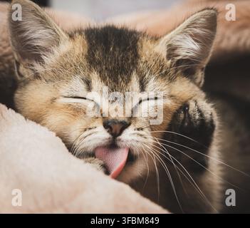 Chaton doré tické britannique chinchilla dort droit et léche son paw Banque D'Images