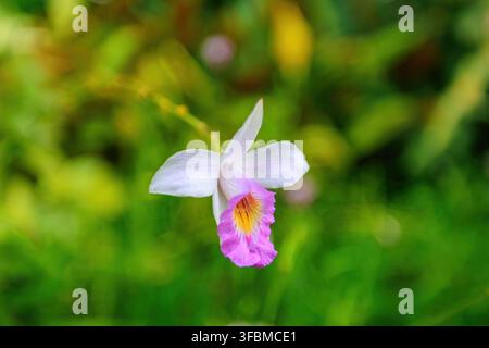Vue d'une délicate fleur d'orchidée aux pétales blancs et au centre rose vif et jaune fleurissant aux Gardens by the Bay à Singapour, Singapour. Banque D'Images