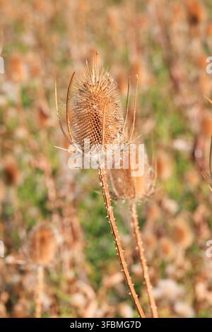 Têtes de graines de cardère, Dipsacus fullonum, dans une prairie en fin d'été, avec des couleurs automnales chaudes et une profondeur de champ peu profonde. Banque D'Images
