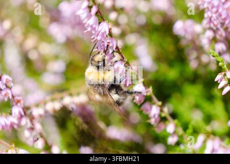 Photographie macro d'une bourdonne cherchant de la nourriture parmi des fleurs de bruyère roses denses dans un habitat naturel estival, avec un flou d'arrière-plan floral doux entourant l'insecte. Banque D'Images