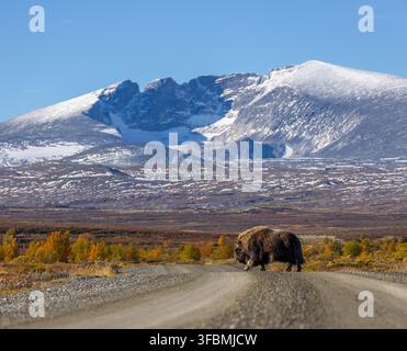 Vue d'un bœuf musqué traversant une route de gravier avec la montagne enneigée de Snohetta en arrière-plan pendant l'automne à Dovre, Innlandet, Norvège. Banque D'Images