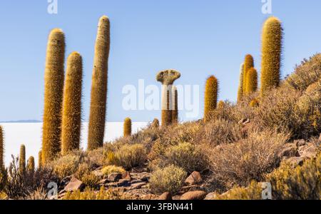 Vue de gigantesques cactus Trichocereus sur le terrain rocheux de l'Isla Incahuasi avec l'étendue blanche du Salar de Uyuni en arrière-plan, Nor Lipez, Dep Banque D'Images